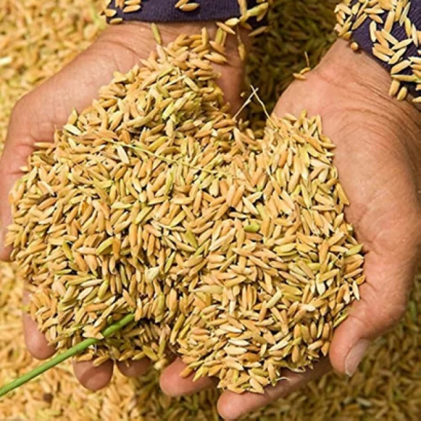 Organic Basmati Paddy Dehraduni