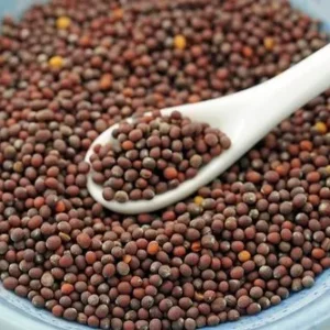 Organic Mustard Seed