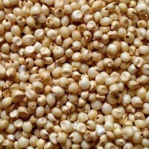 Sorghum(Jowar)