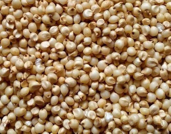 Sorghum(Jowar)