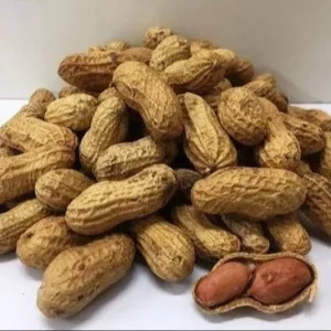 Groundnut